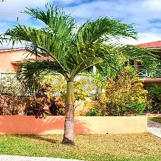 Halcyon Palm Lejlighed Saint James 0*,  Barbados